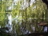 Graceful weeping willow tree reflected in a tranquil pond in a rural landscape in a scenic nature background