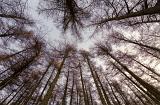 Low Angle View of Tall Bare Forest Trees Towering Above Toward Cloudy Sky