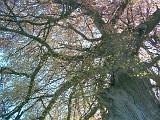 Looking up a the limbs and branches of a beech tree in winter