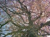 Directly below view of Cherry Blossom tree in bloom, blue sky visible through branches