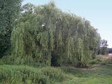 Large weeping willow tree on the banks of a small stream with grassy banks and reeds meandering through countryside