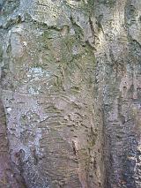 bark on the trunk of a large beech tree