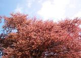 Close up of pink Cherry Blossom tree top in bloom, blue sky with white cloud visible