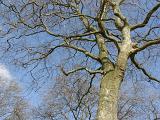 Bare branched leafless deciduous trees in late autumn or winter against a sunny blue sky, looking up from below