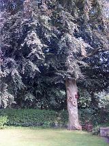 a large beech tree in a lawned garden