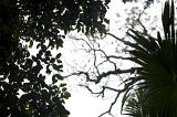Low Angle View of Lush Forest Foliage Silhouetted Against Day Sky - Variety of Plants and Tree Branches as seen from Below