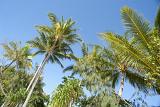 Low Angle View of Tops of Green Palm Trees Against Clear Blue Sky in Tropical Location