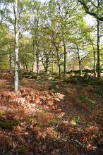 Woodland glade with leafy green deciduous trees and brown dried bracken on the ground in a nature or fall background