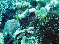 Sea Anemone and Clownfish with various other corals including a mushroom coral