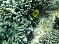 undersea world of branching corals on the great barrier reef queensland, australia