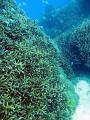 an expanse of sharp branching coral and reef fish