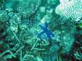 A small blue starfish amongst corals on the barrier reef
