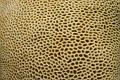 Close up on the surface of a boulder or brain coral