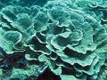 study of coral forms, cabbage coral, turbinaria reniformis