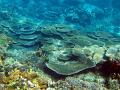 Coral reef composed of growing plate corals