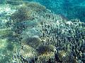 an assortment of coral formations, some branchin corals and some plate coral overgrowing