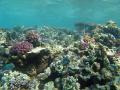Corals and other marine life on australias great barrier reef