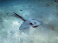 A cow tail ray attempting to hide on a sandy ocean bottom