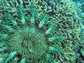 Acanthaster planci - Crown of thorns starfish feeding on coral polyps