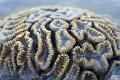 fascinating structure of a brain coral, Favia sp, from the coral faimily Faviidae