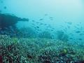An ocean landscape of corals and reef fish