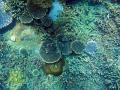 A colourful assortment of plate corals on the sea bed off great keppel island, queensland, australia