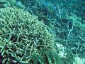 an assortment of corals and reef fish