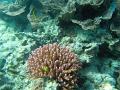 Pink finger coral and cabbage corals growing on australias Great Barrier Reef