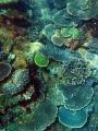 A colourful array of corals growing on a reef at great keppel island, queensland, australia