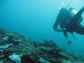 A scuba diver swiming over a coral landscape