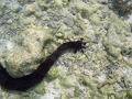 Sea cucumber at low tide, one of several types of cucumber shaped echinoderms