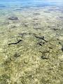 Sea cucumbers at low tide, one of several types of cucumber shaped echinoderms