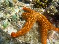 An orange coloured starfish, in shallow water at lady musgrave island