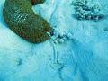 A sea cucumber slowly crawls along the seabed feeding on plant matter amongst sand grains, and then excreting the sand it has eaten