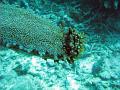 The underside of a sea cucumber showing it's mouth