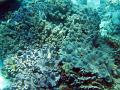 Elephants ear soft corals, and reef fish along with other hard corals form an underwater landscape
