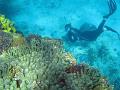 A snorkel diver swiming amongst the corals of australias great barrier reef
