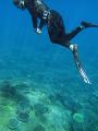 A snorkeler swimming over a colourful oceanscape of plate corals
