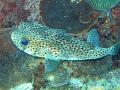 a spiny porcupine fish sometimes called a blowfish