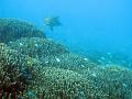 A sea turtle gliding serenely through the water