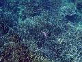 A tiny jellyfish floating above a bed of branching corals