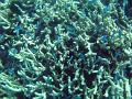 small branching coral and a myriad of reef fish