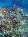 A colourful array of corals growing on a reef at great keppel island, queensland, australia
