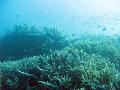 An ocean landscape of corals and shoals of reef fish