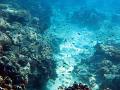 Elephants ear soft corals, and reef fish along with other hard corals form an underwater landscape