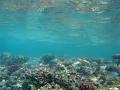 Corals and other marine life on australias great barrier reef