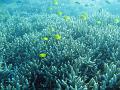 an expanse of sharp branching coral and reef fish