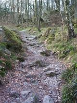 Rocky footpath meandering through woodland offering a hiking trail for nature lovers wishing to explore the outdoors