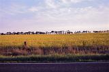Oilseed or rapeseed field with colorful yellow flowers alongside a tarred country road with trees on the horizon