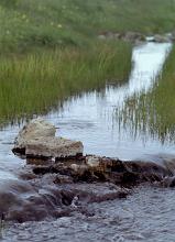 Babbling brook flowing through reeds and rocks in a lush green country valley in a scenic nature background of a natural resource
